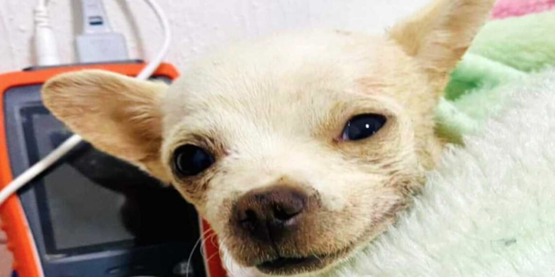 Fallece Pincky, héroe canino