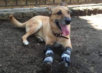 El lomito fue mutilado por el narcotráfico.