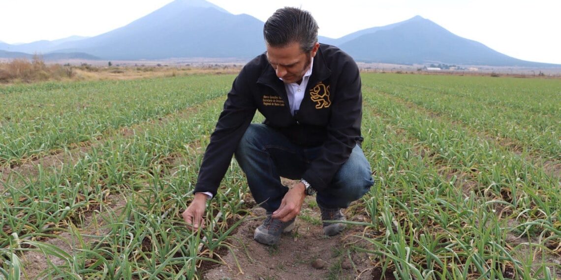 Exportarán ajo en el sur de NL