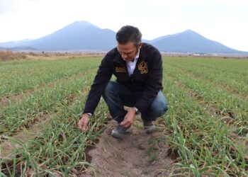 Exportarán ajo en el sur de NL