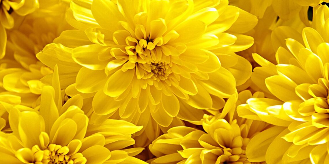 Flores amarillas el 21 de marzo… ¿sabías la razón?