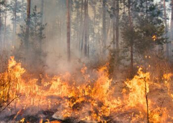 Capacitan elementos en EUA para prevenir incendios en NL