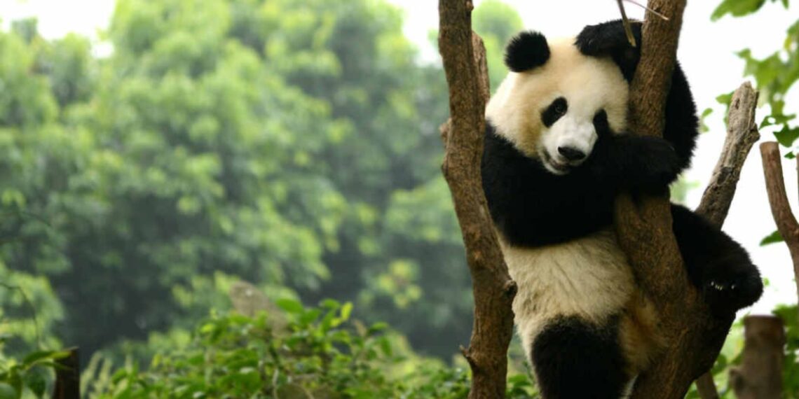 Tres de marzo: Día Mundial de la Vida Silvestre