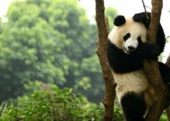 Tres de marzo: Día Mundial de la Vida Silvestre