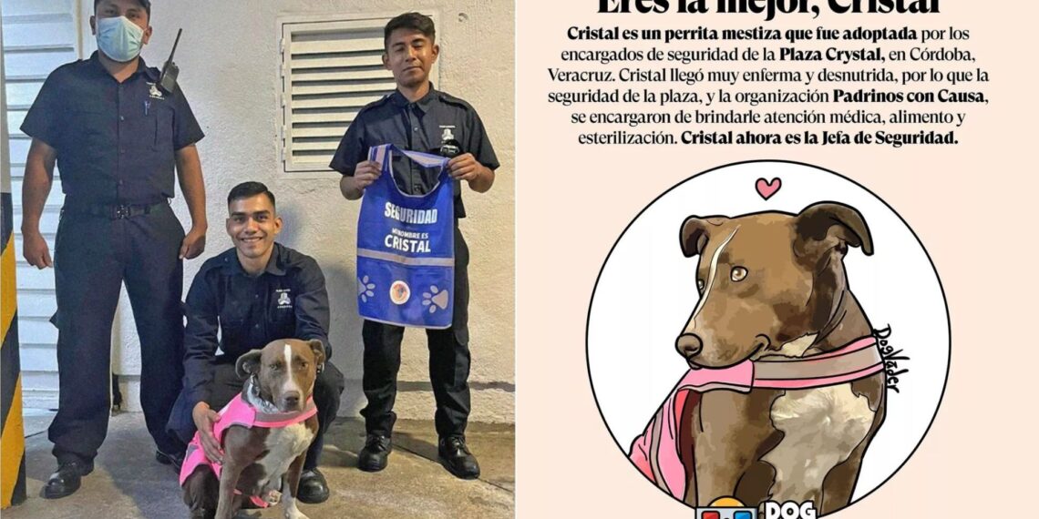 La perrita cristal se ha convertido en una celebridad.