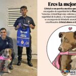 La perrita cristal se ha convertido en una celebridad.