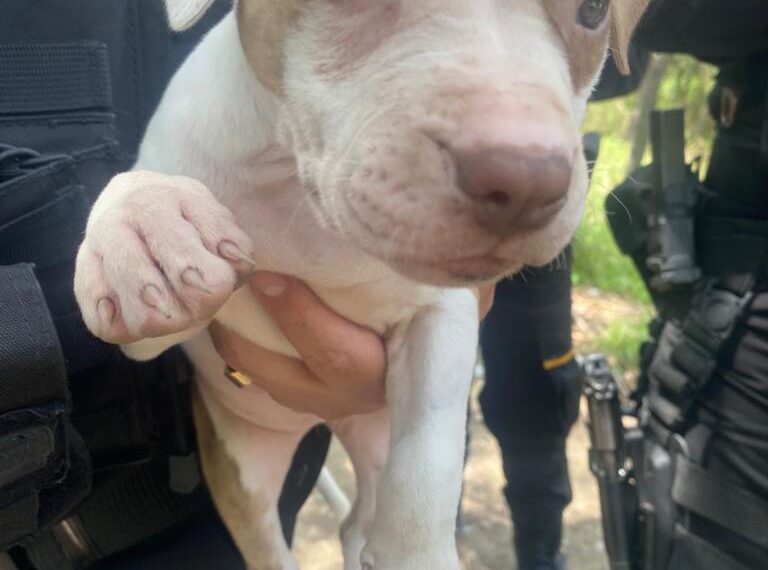 Rescatan a 25 perros en río Santa Catarina