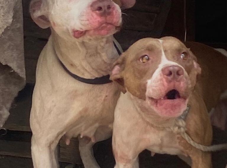 Rescatan a 25 perros en río Santa Catarina