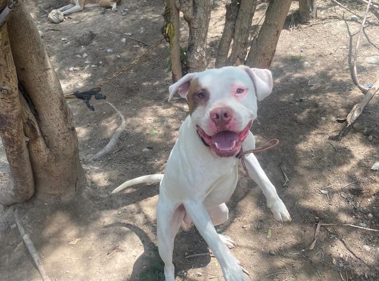 Rescatan a 25 perros en río Santa Catarina