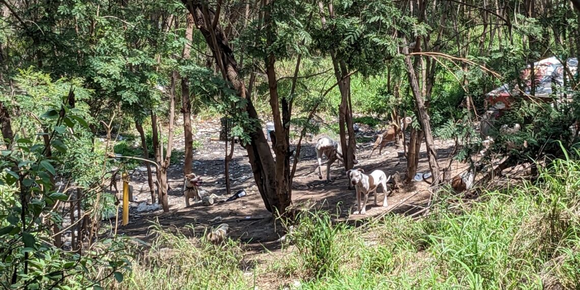 Rescatan a 25 perros en río Santa Catarina