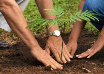 Se espera que este programa mitigue el calor y la contaminación.