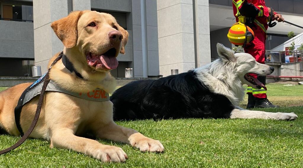 Premian a perritos de Protección Civil de NL