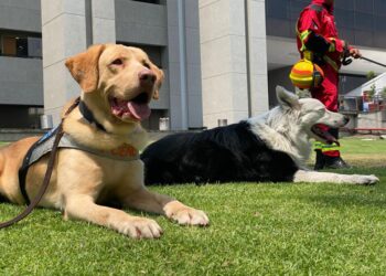 Premian a perritos de Protección Civil de NL