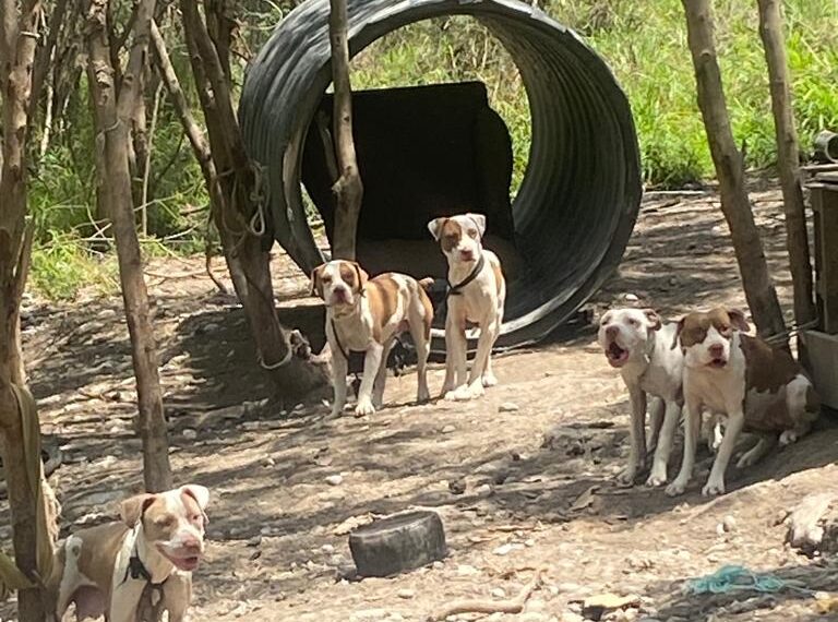 Rescatan a 25 perros en río Santa Catarina