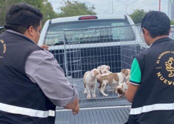 En Nuevo León quedó prohibido a partir de este año, la venta de perros y gatos provenientes de criaderos.