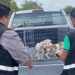En Nuevo León quedó prohibido a partir de este año, la venta de perros y gatos provenientes de criaderos.