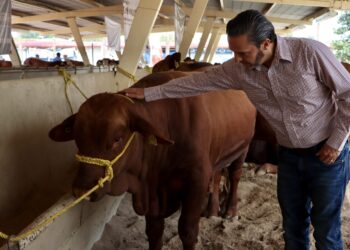 Mejora Nuevo León calidad de su ganado