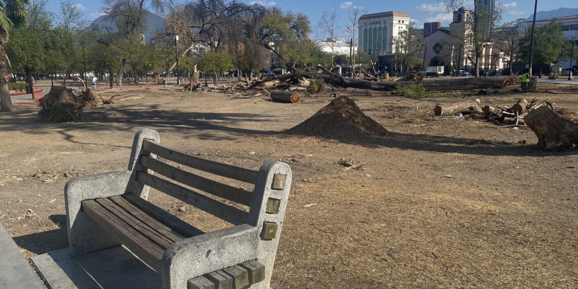 Retiran árboles muertos de la Alameda