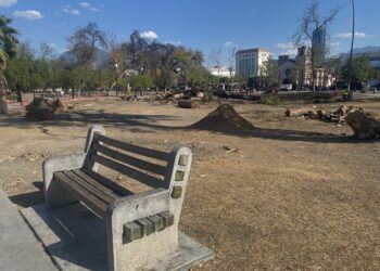 Retiran árboles muertos de la Alameda