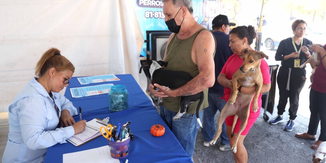 San Nicolás quiere vacunar a 4 mil michis y lomitos