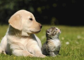 Hoy habrá Macropet en la Macroplaza