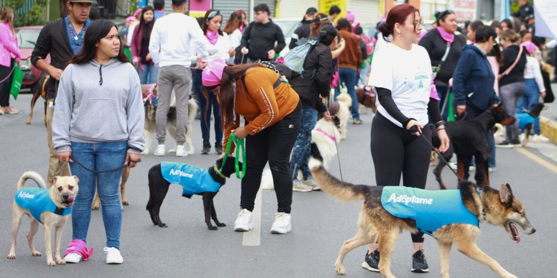 Vive San Nicolás un domingo muy perrón