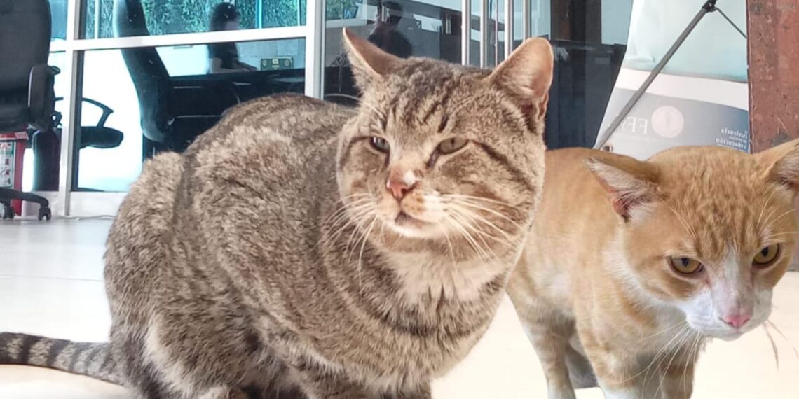 Día del Gato, un compañero con beneficios emocionales