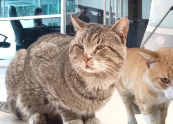 Día del Gato, un compañero con beneficios emocionales