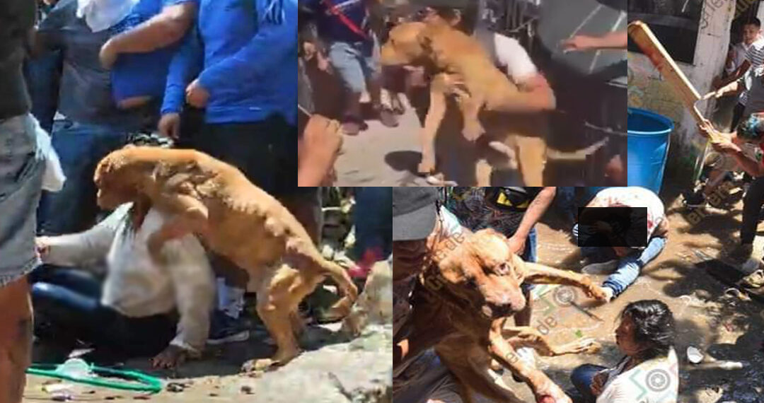 El pitbull que intentó defender a su dueña de ser linchada