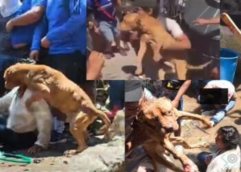 El pitbull que intentó defender a su dueña de ser linchada