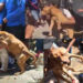 El pitbull que intentó defender a su dueña de ser linchada