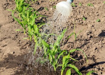 Piden organizaciones a Claudia Sheinbaum priorizar agenta del agua
