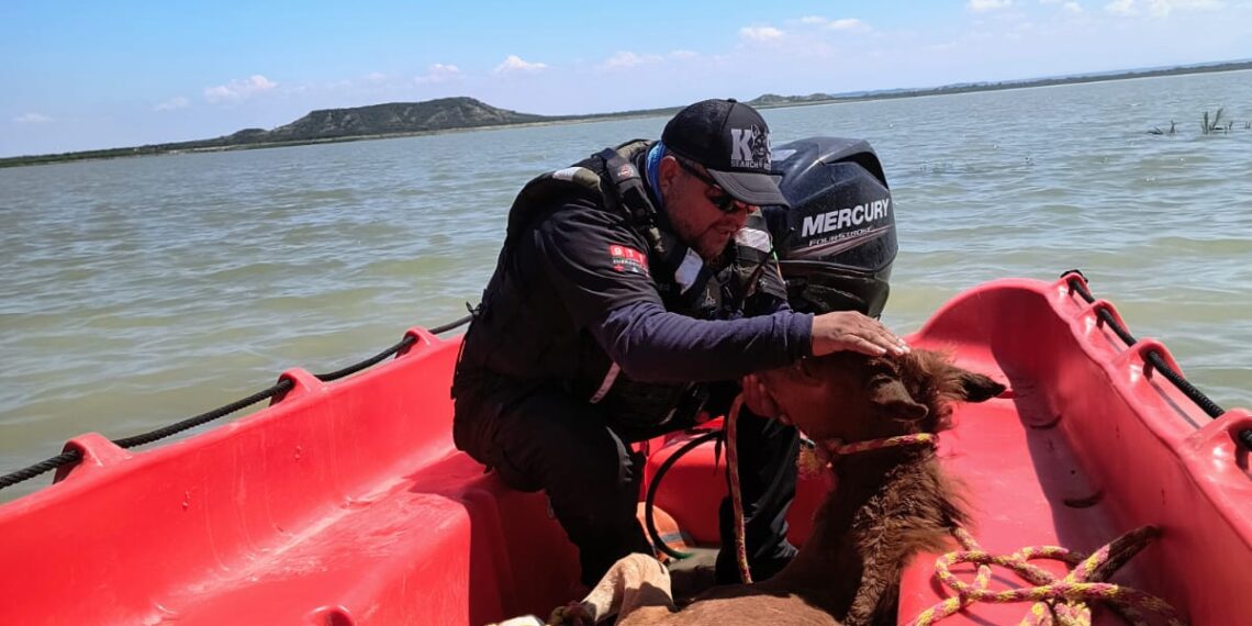 Rescate equino en la presa Cerro Prieto