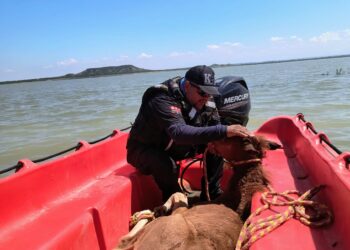 Rescate equino en la presa Cerro Prieto