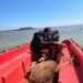 Rescate equino en la presa Cerro Prieto