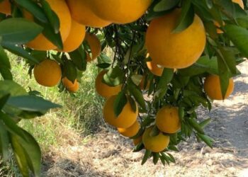 Buscan agricultores y ganaderos de NL aprovechar al agua