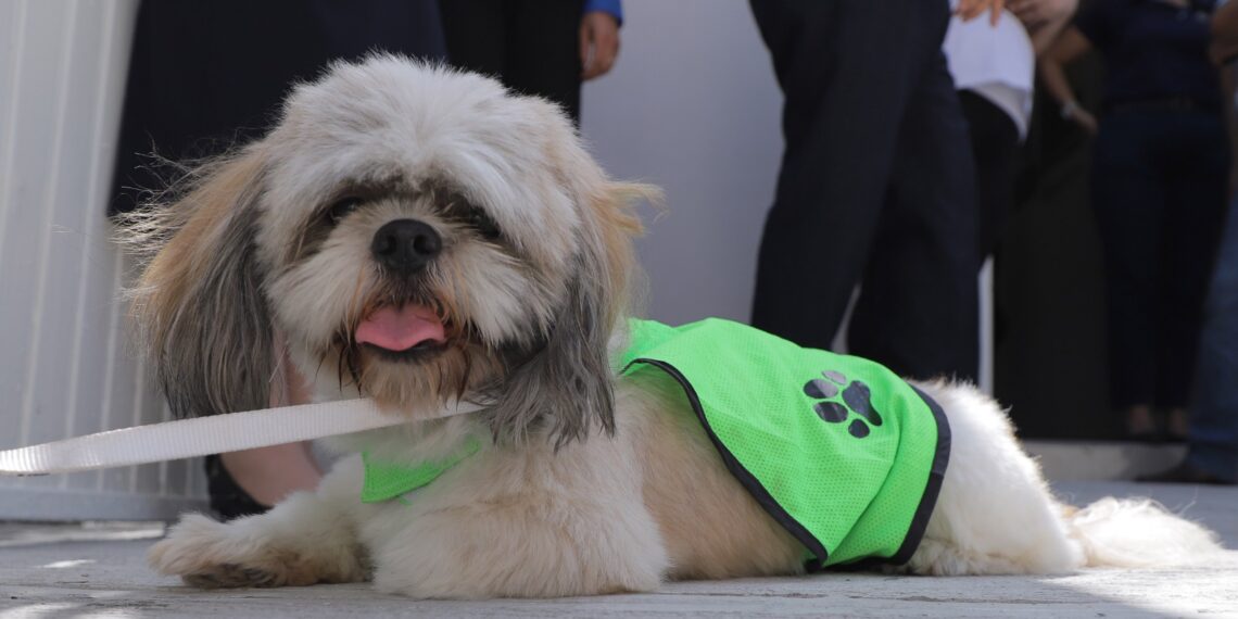 Centros de Salud de NL aplicarán Vacunación Antirrábica gratuita