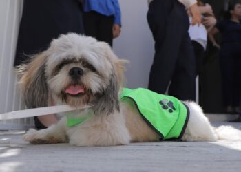Centros de Salud de NL aplicarán Vacunación Antirrábica gratuita