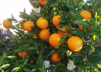 Lluvia aumenta la producción agrícola en NL