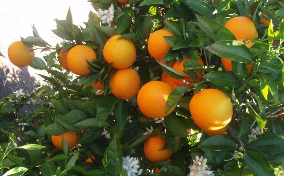 Lluvia aumenta la producción agrícola en NL