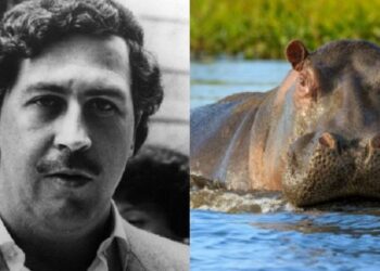 Cazarán en Colombia Hipopótamos de Pablo Escobar