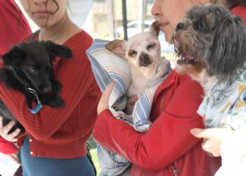 Monterrey cuidará de “michis” y “lomitos” en el frío