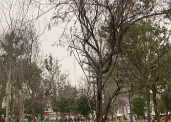 Inicia Monterrey reemplazo de árboles secos en La Alameda