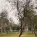 Inicia Monterrey reemplazo de árboles secos en La Alameda