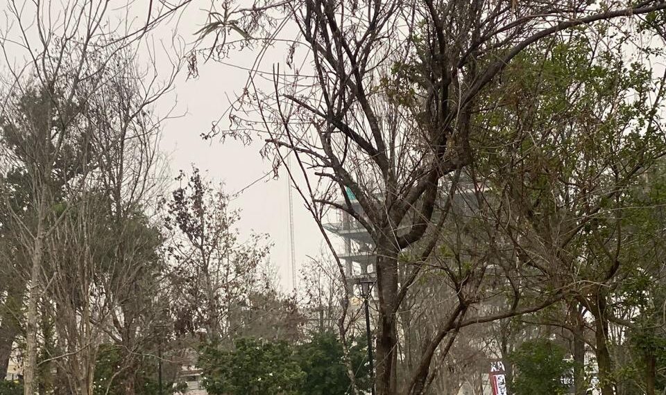 Inicia Monterrey reemplazo de árboles secos en La Alameda