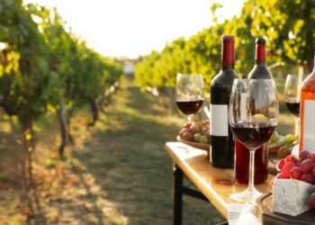 Aguascalientes: La Ruta del Vino, entre historia y viñedos