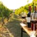 Aguascalientes: La Ruta del Vino, entre historia y viñedos