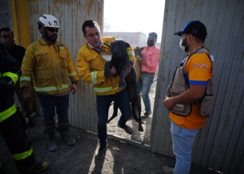 Manuel Guerra lidera rescate de 5 perritos y 20 cabras tras el incendio en García