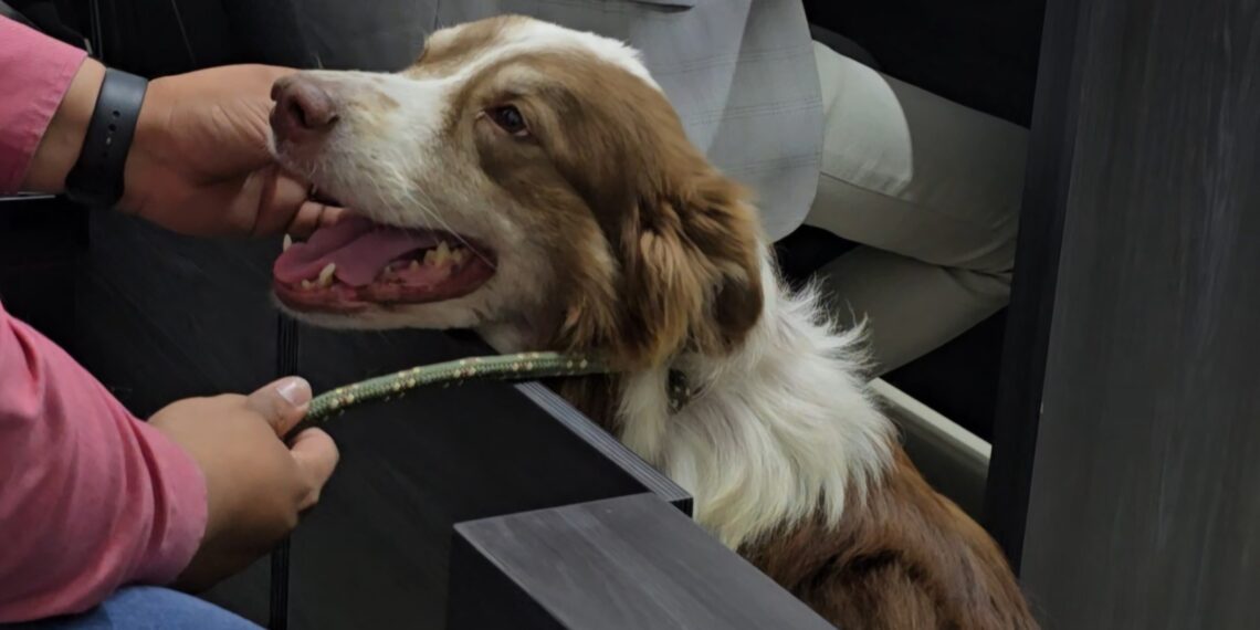 Histórico: Presentan al Primer Infractor de Maltrato Animal ante la Justicia Cívica