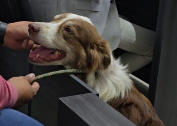 Histórico: Presentan al Primer Infractor de Maltrato Animal ante la Justicia Cívica